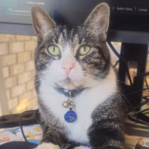 Jasper's profile picture for members page at Copper Triangle Web + IT